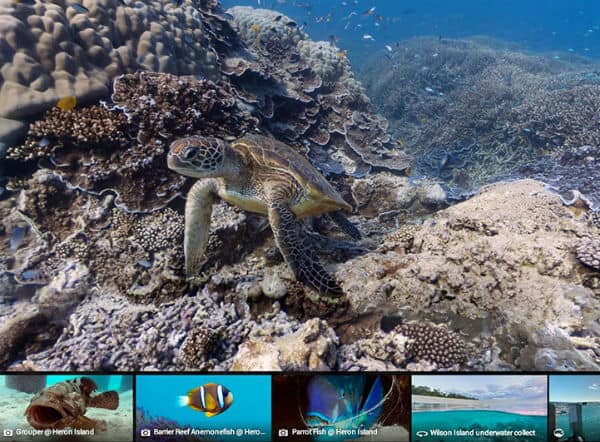 google-maps-coral-reef